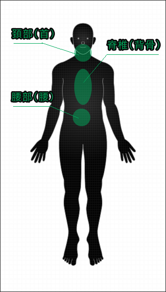 画像：脊椎・脊髄